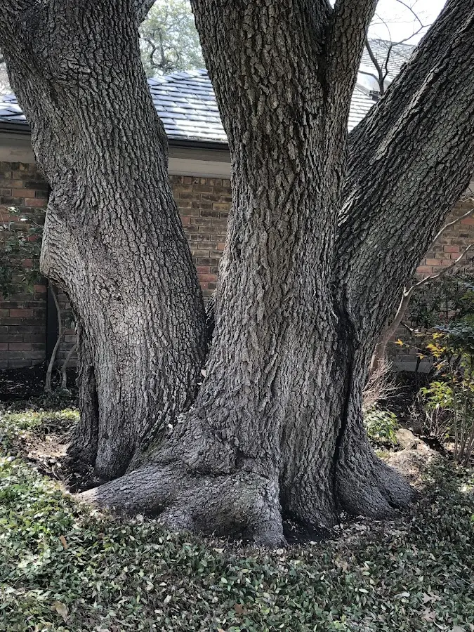 Mature heritage tree close to a Garden Valley property cared for by certified arborists